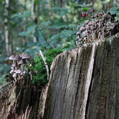 In Near Veluwe Nature Casa vacanze *