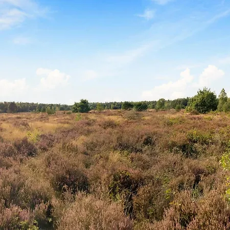 In Near Veluwe Nature