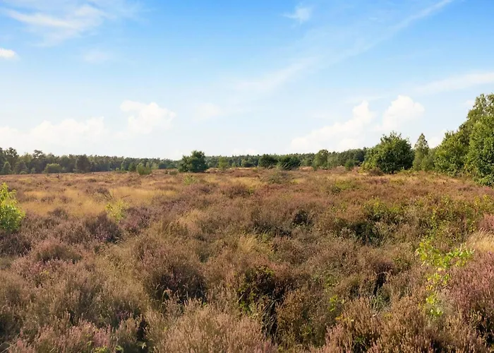 In Near Veluwe Nature
