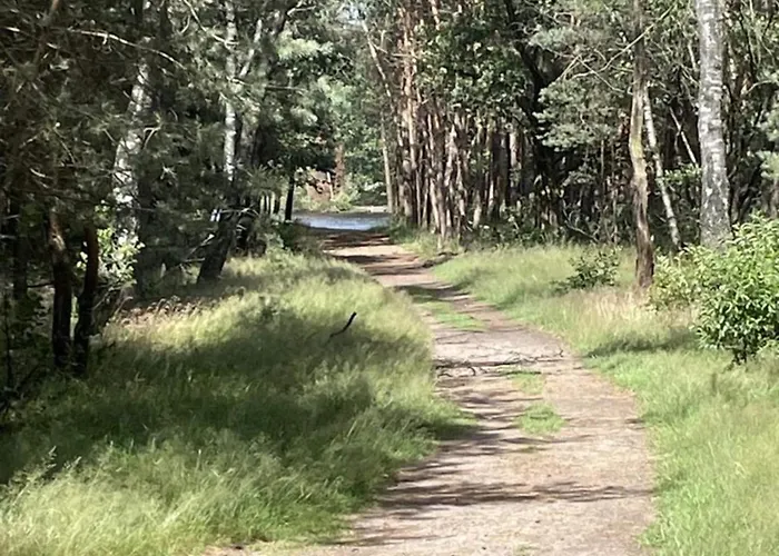 In Near Veluwe Nature