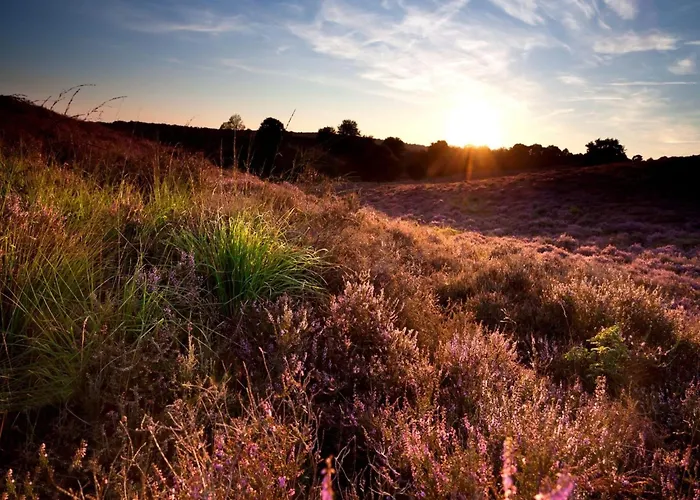 In Near Veluwe Nature