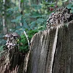 In Near Veluwe Nature بيت للعطل *