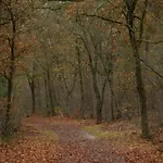 In Near Veluwe Nature * فورتهاوزن