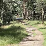 In Near Veluwe Nature
