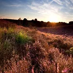 In Near Veluwe Nature