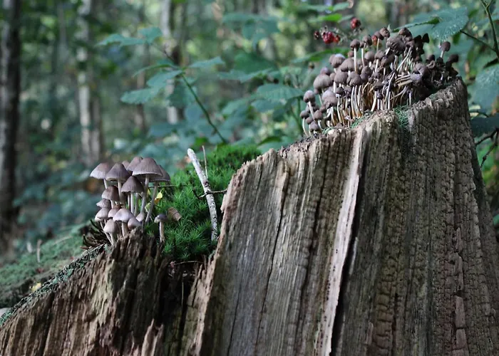 In Near Veluwe Nature Prázdninový dům *
